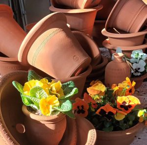 flower pot and flowers